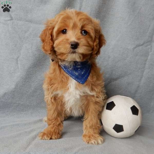 Chewy, Cockapoo Puppy